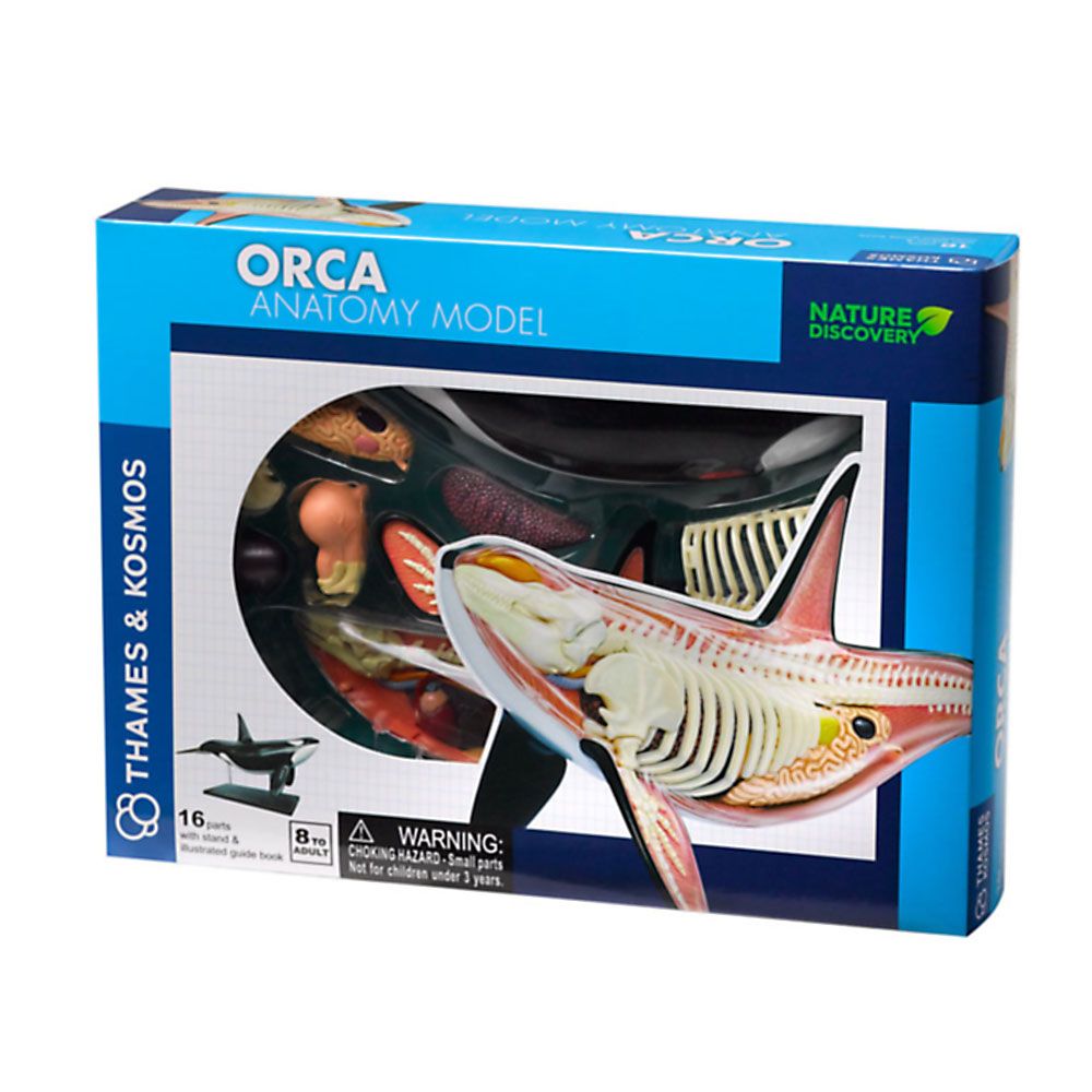 THAMES & KOSMOS, Косатка, анатомичен модел