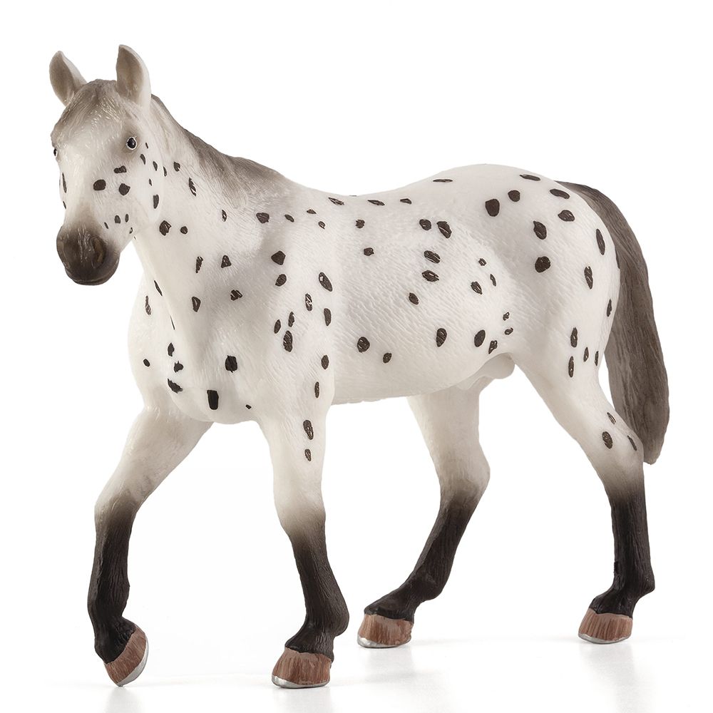 Mojo ANIMAL PLANET, Жребец порода Апалуза