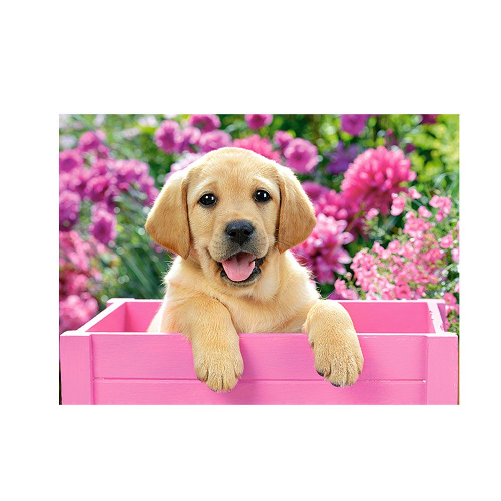 Бебе Лабрадор в розова кутия, пъзел 300 части