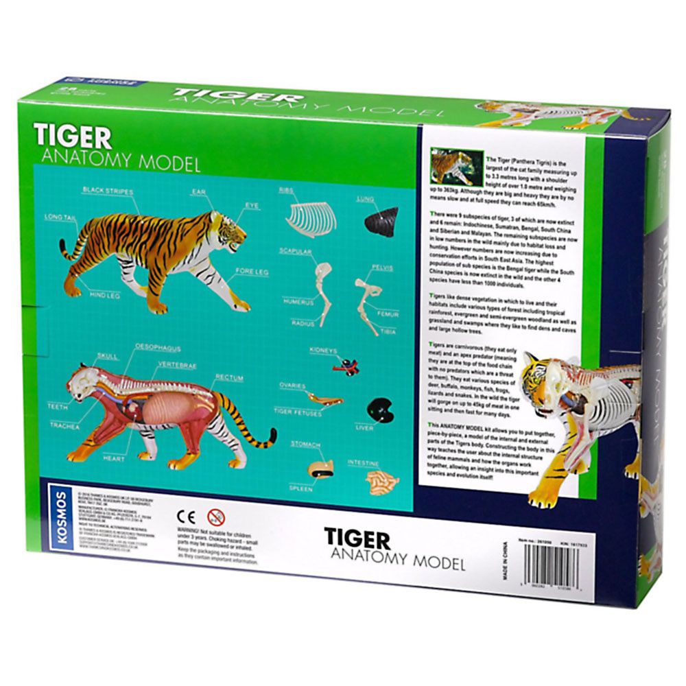Тигър, анатомичен модел