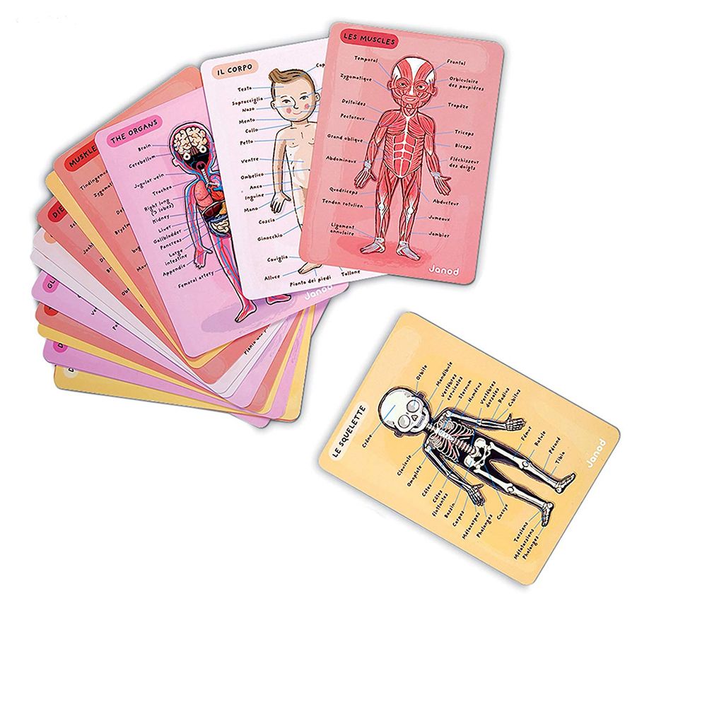 Магнитна игра, Анатомия на човешкото тяло