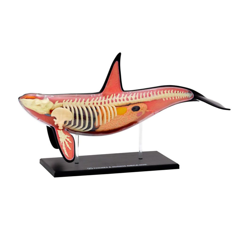 Косатка, анатомичен модел