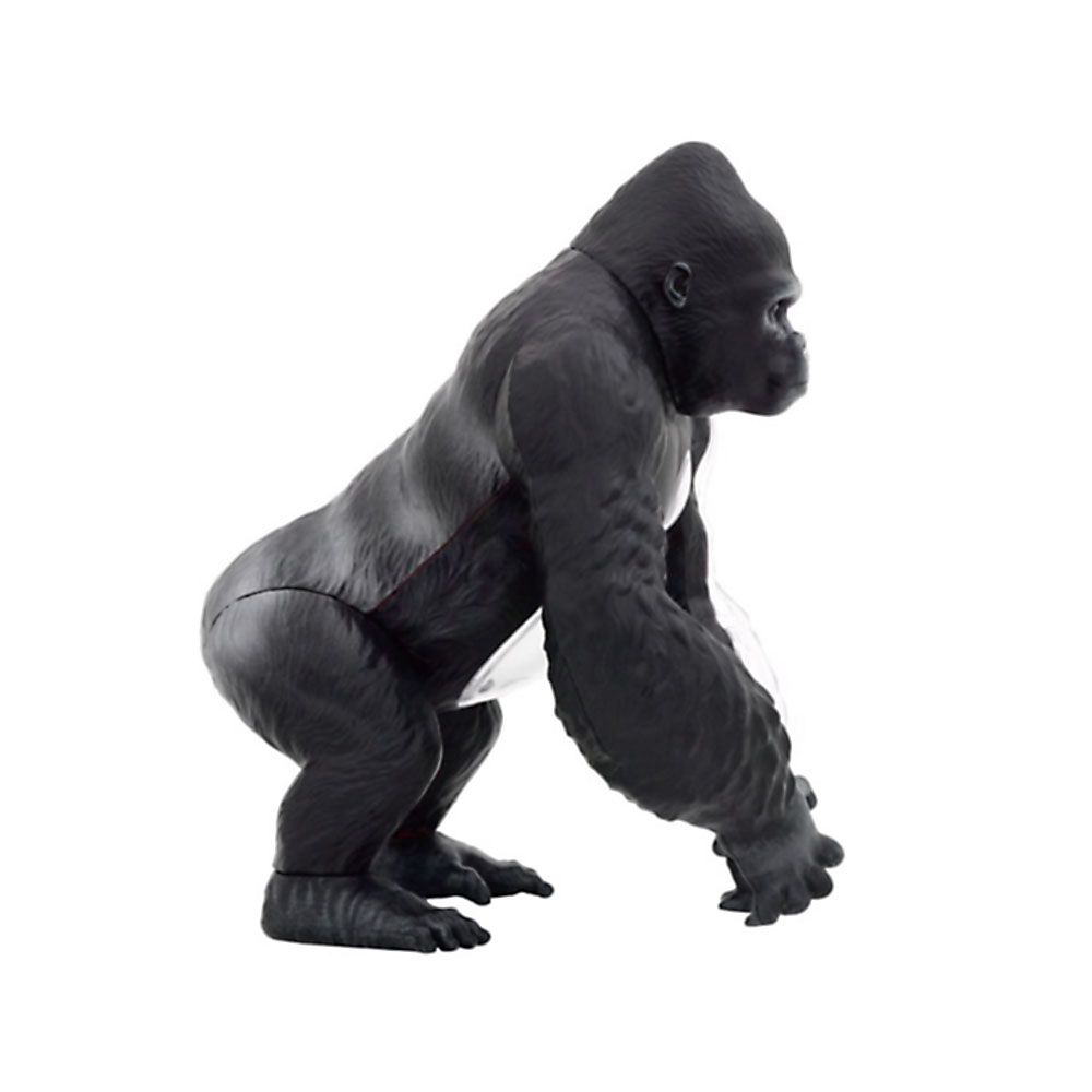 Горила, анатомичен модел