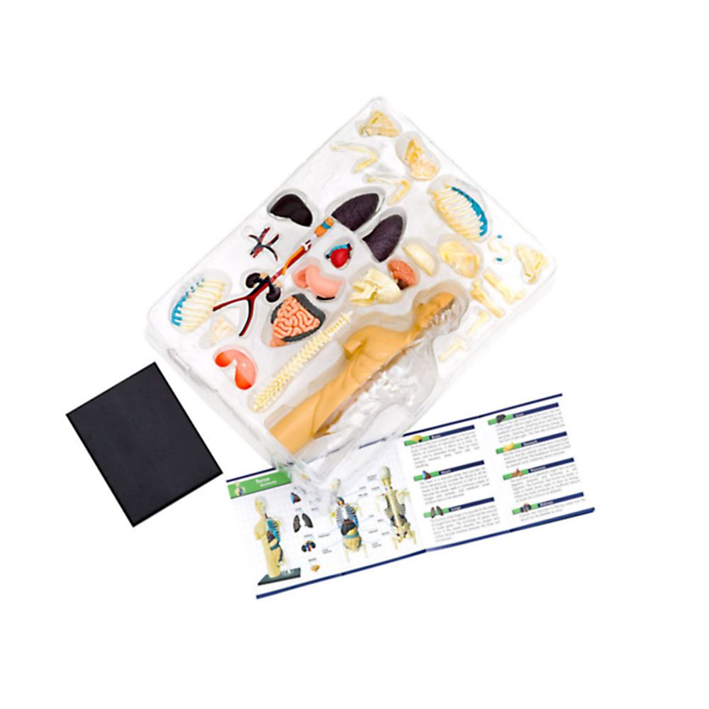 Човешкото тяло, анатомичен модел