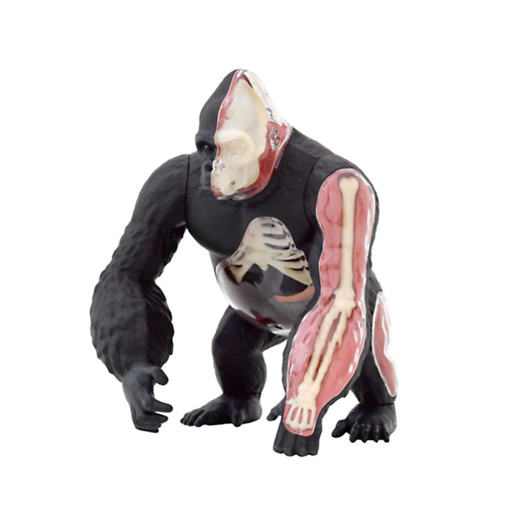 Горила, анатомичен модел