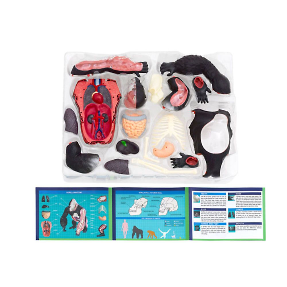 Горила, анатомичен модел