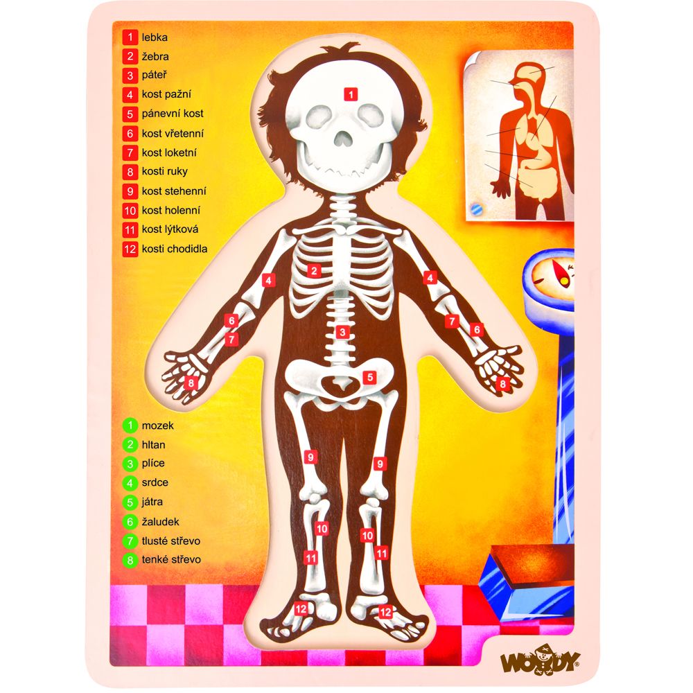 Дървен пъзел, Човешкото тяло, английска версия, 13 части