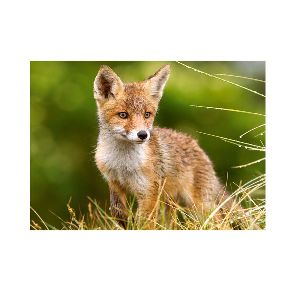 Лисиче в полето, пъзел 260 части