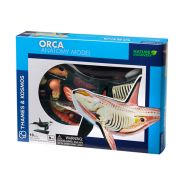 Косатка, анатомичен модел