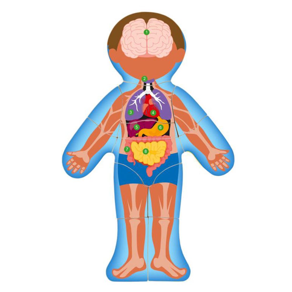 Човешкото тяло, момче - дървен пъзел