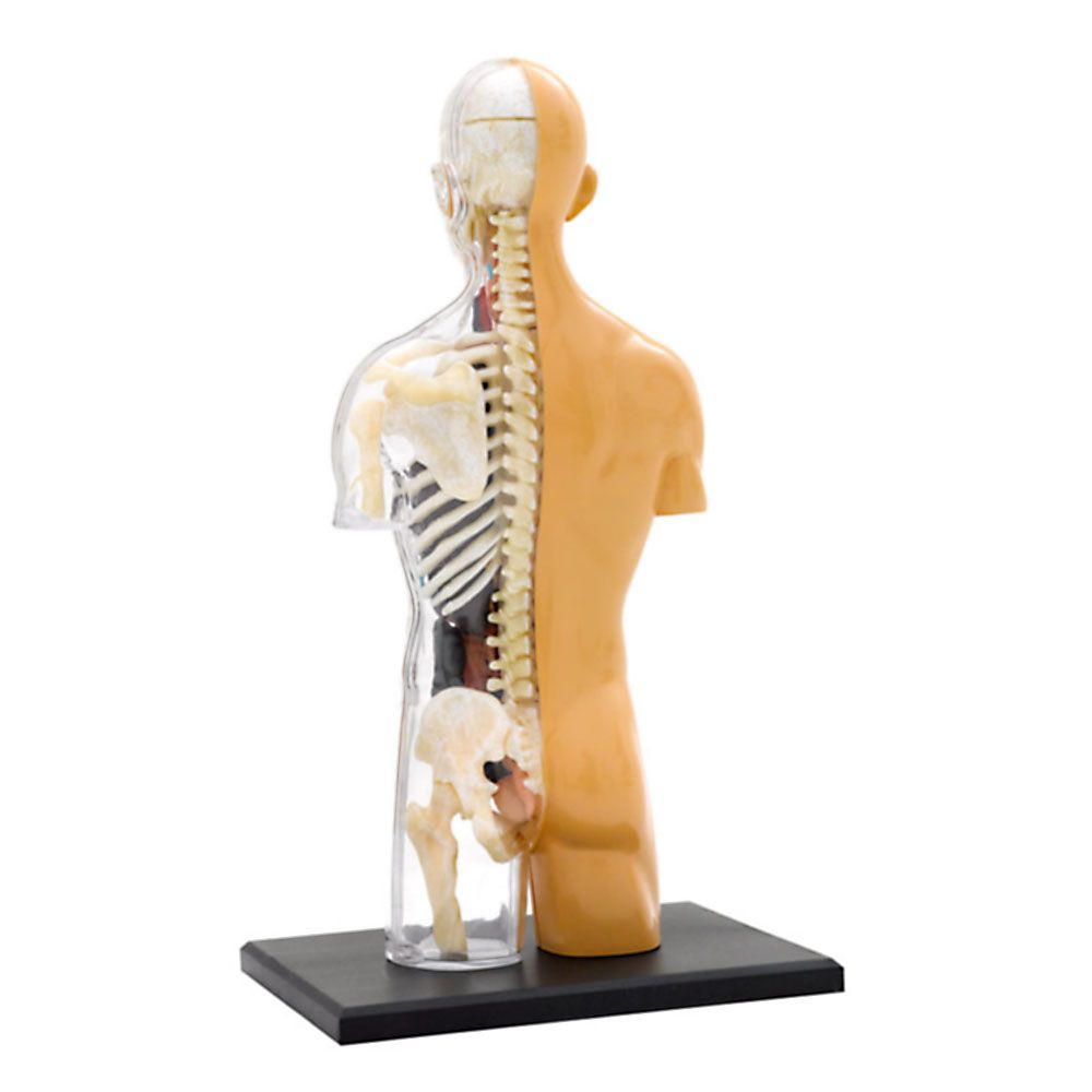 Човешкото тяло, анатомичен модел