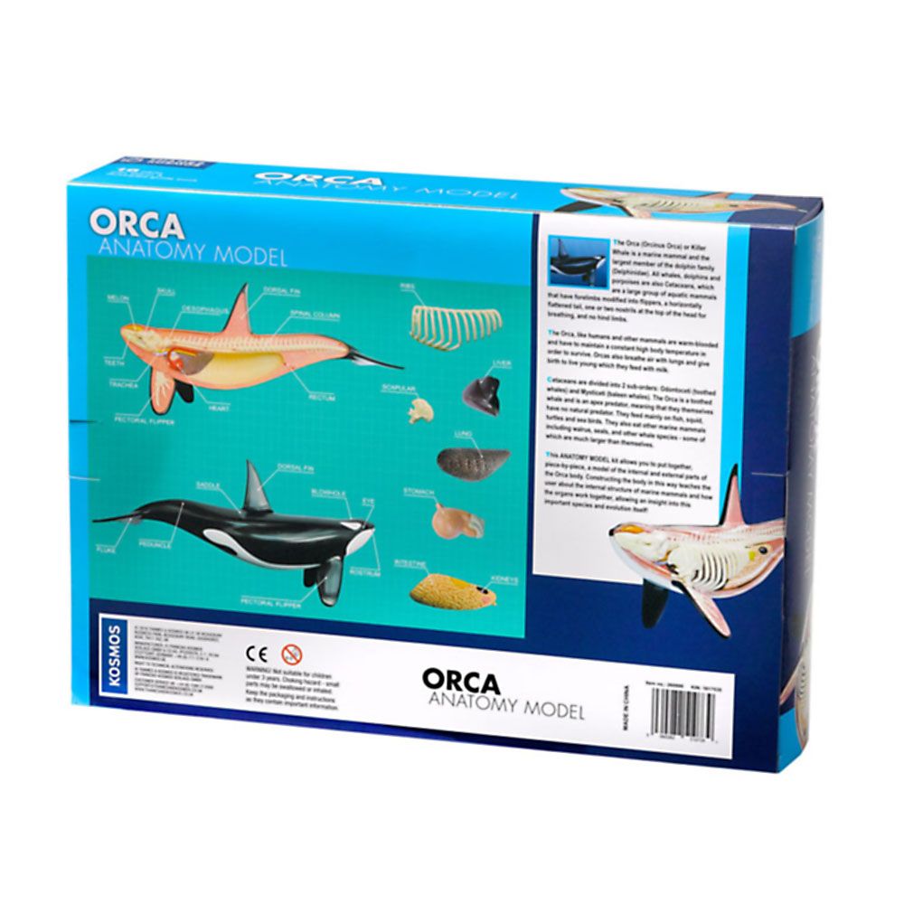 Косатка, анатомичен модел