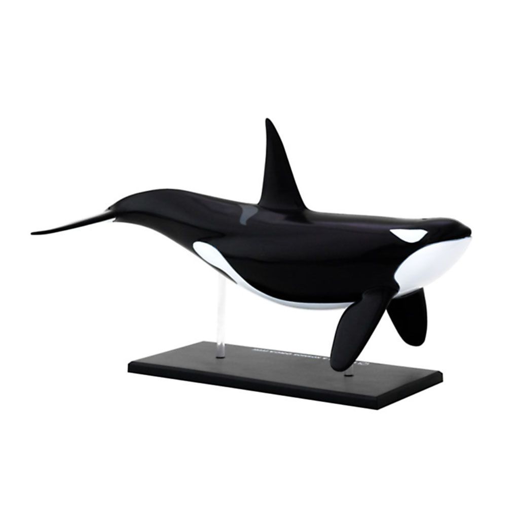 Косатка, анатомичен модел