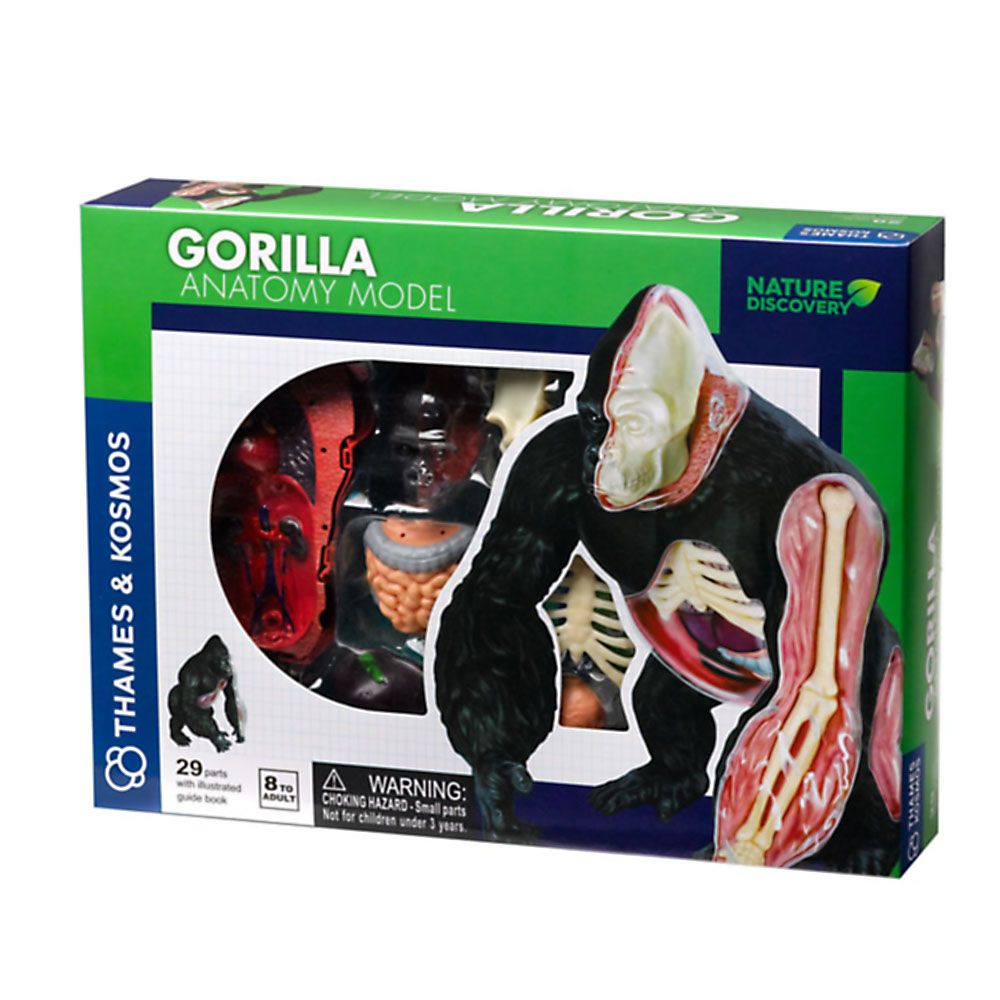 THAMES & KOSMOS, Горила, анатомичен модел