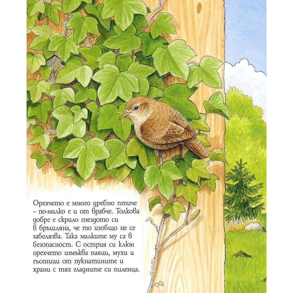 Кой живее в градината, Енциклопедия с капачета за най-малките