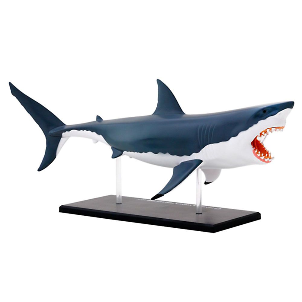 Голяма бяла акула, анатомичен модел