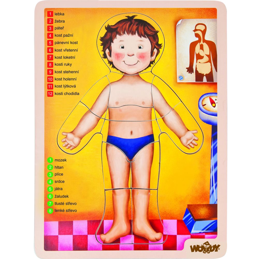 Woodyland, Дървен пъзел, Човешкото тяло, английска версия, 13 части