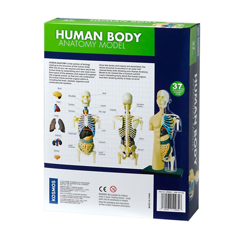 Човешкото тяло, анатомичен модел