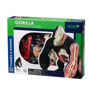 Горила, анатомичен модел