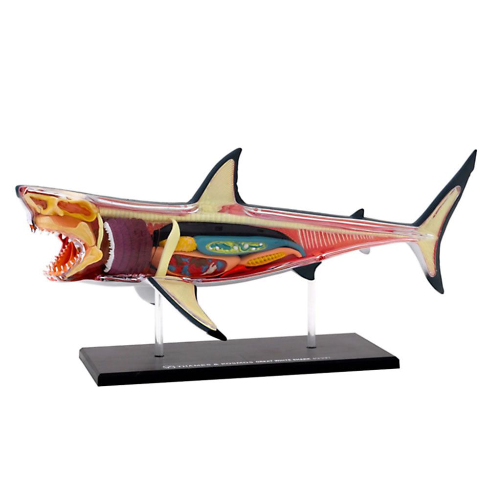 Голяма бяла акула, анатомичен модел