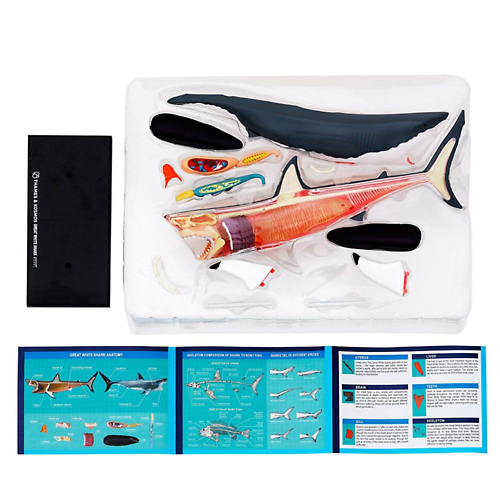 Голяма бяла акула, анатомичен модел