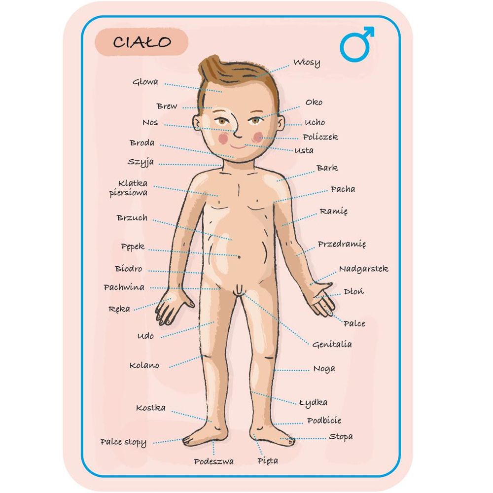 Магнитна игра, Анатомия на човешкото тяло