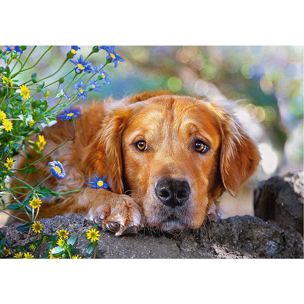 Златна невинност, пъзел 500 части