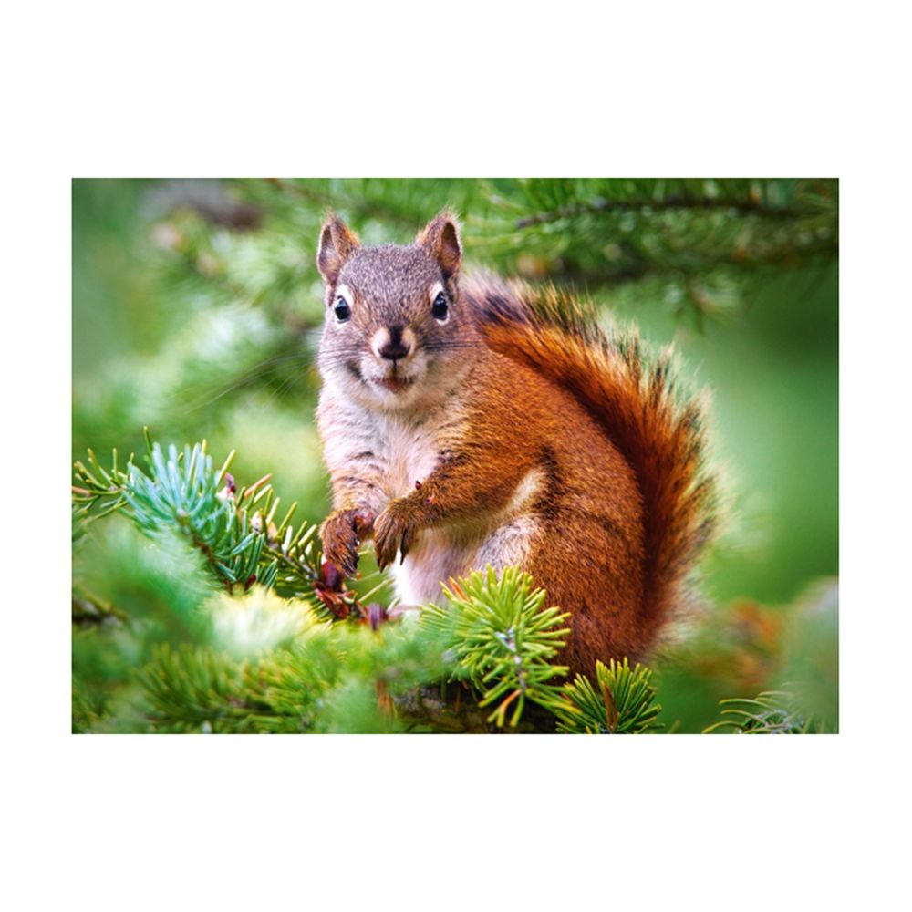 Катеричка в гората, пъзел 260 части