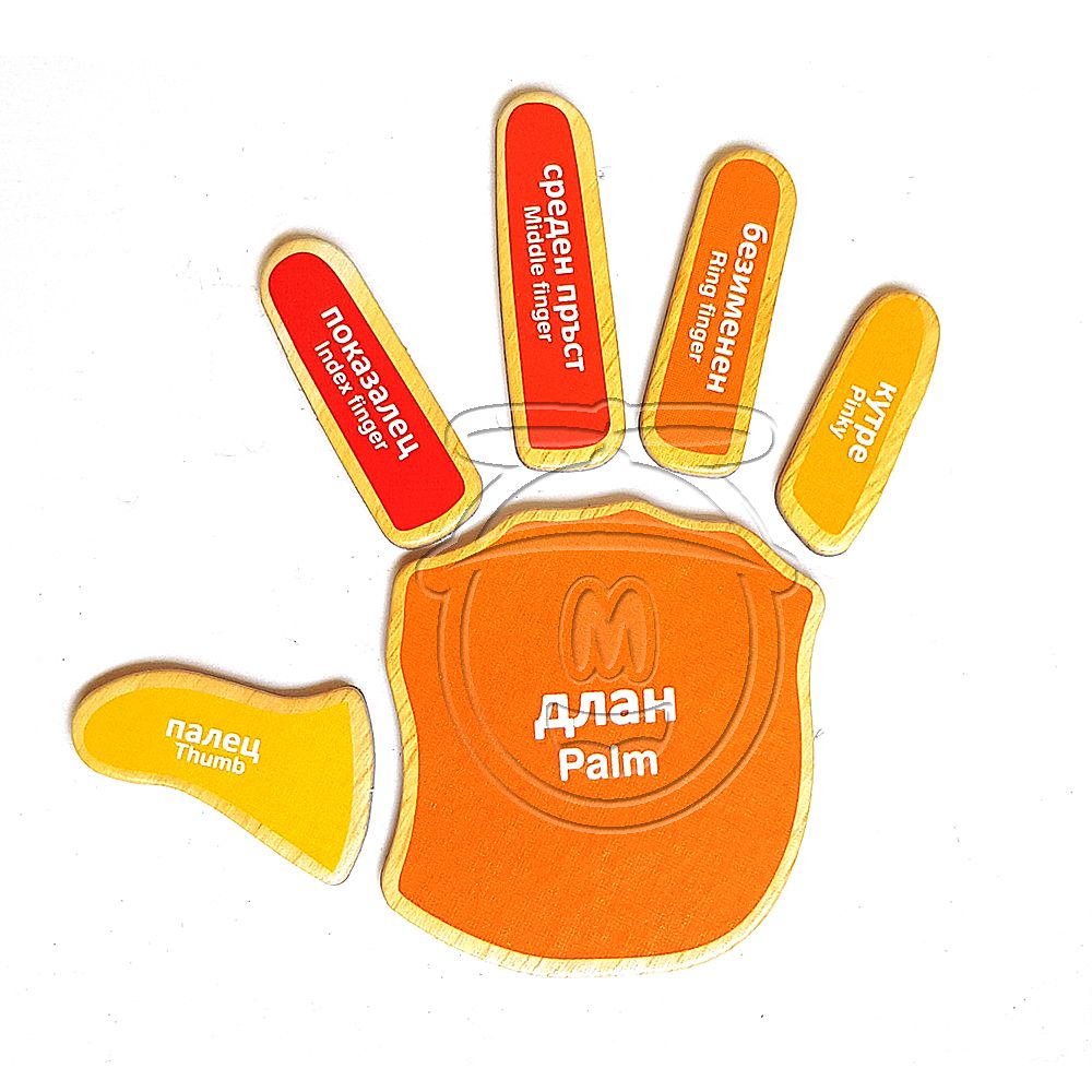 Образователен комплект, Моята лява ръка, моята дясна ръка, моите връзчици 2 в 1