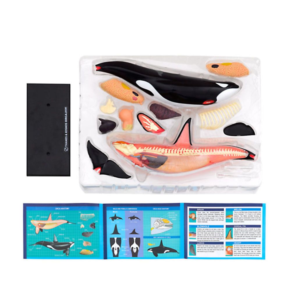 Косатка, анатомичен модел