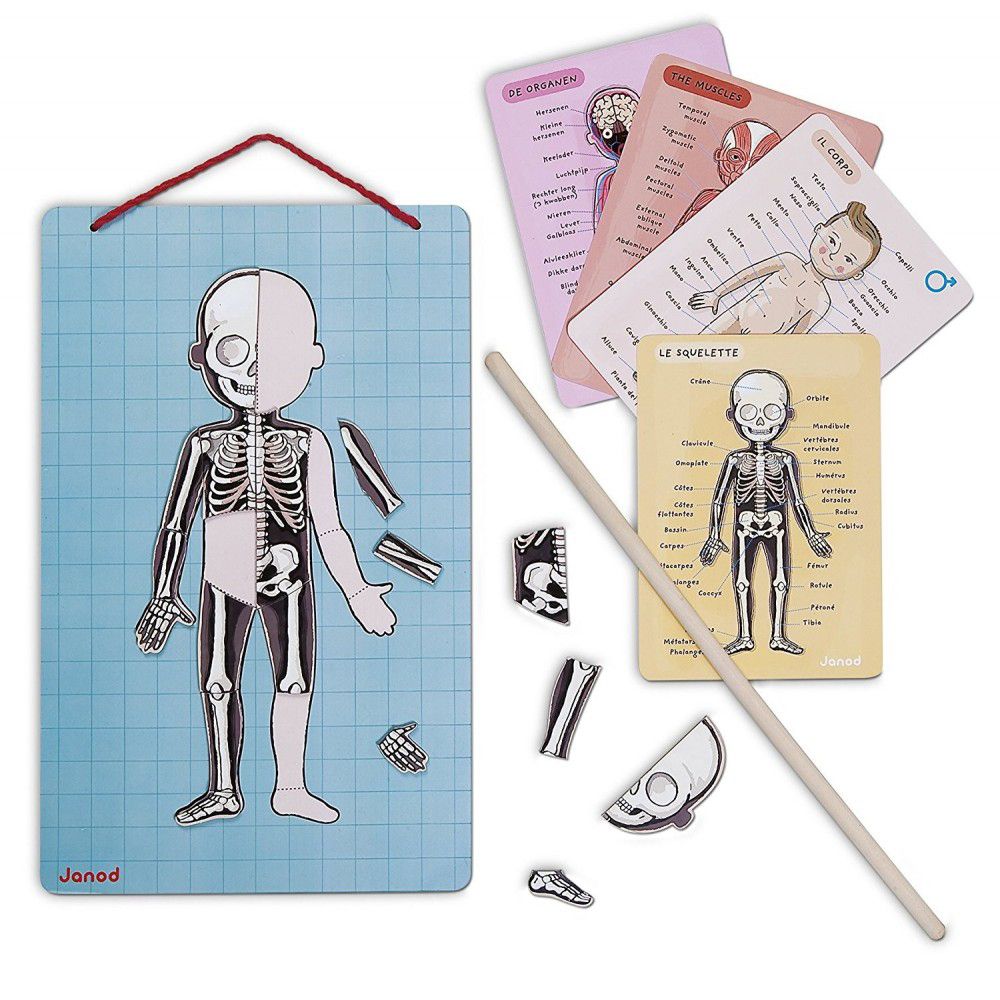 Магнитна игра, Анатомия на човешкото тяло