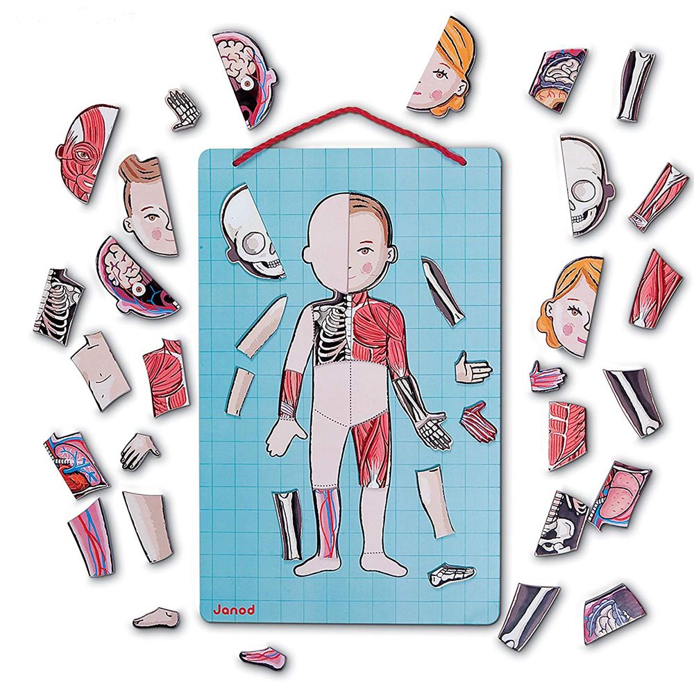 Магнитна игра, Анатомия на човешкото тяло