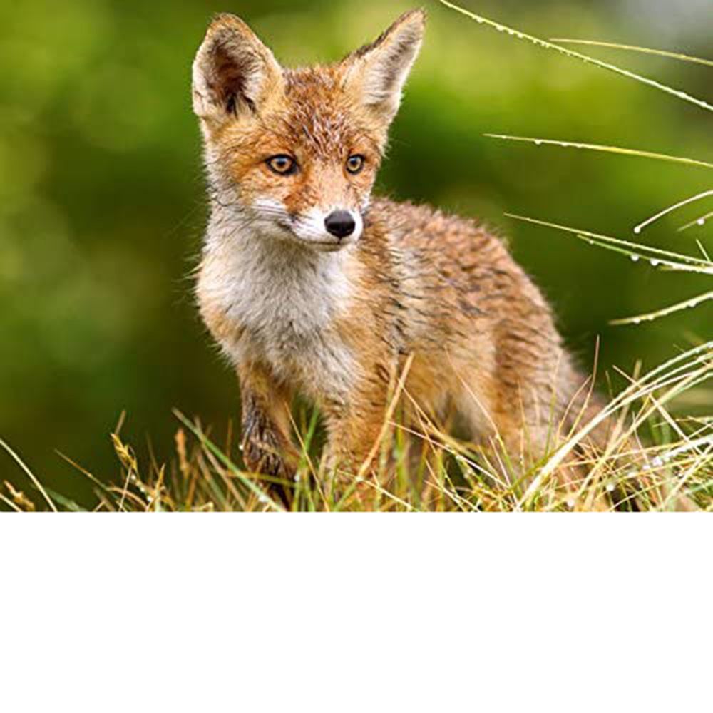 Малката лисица на поляната, пъзел 260 части